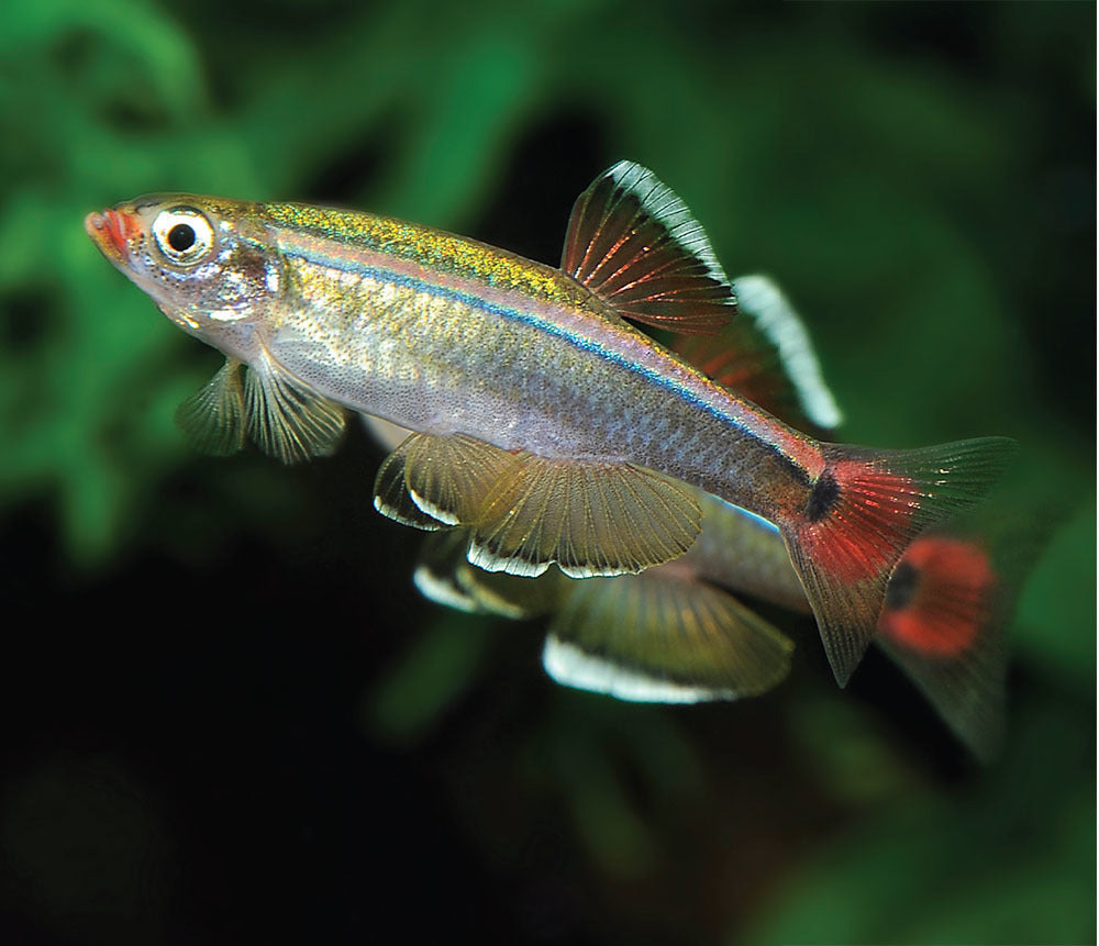 White Cloud Mountain Minnow Hardy, Peaceful, and Beautifully Subtle