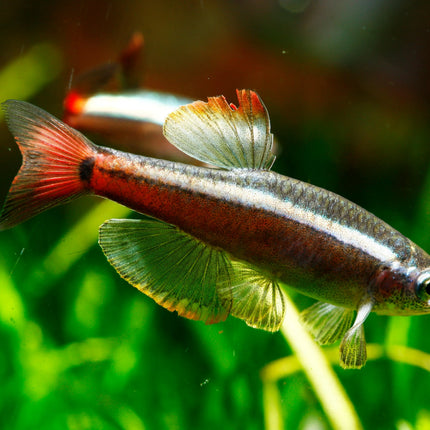 White Cloud Mountain Minnow Hardy, Peaceful, and Beautifully Subtle