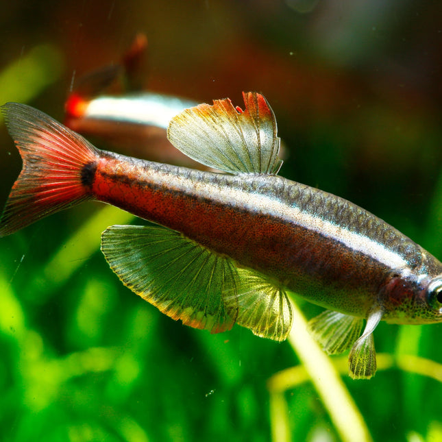 White Cloud Mountain Minnow Hardy, Peaceful, and Beautifully Subtle