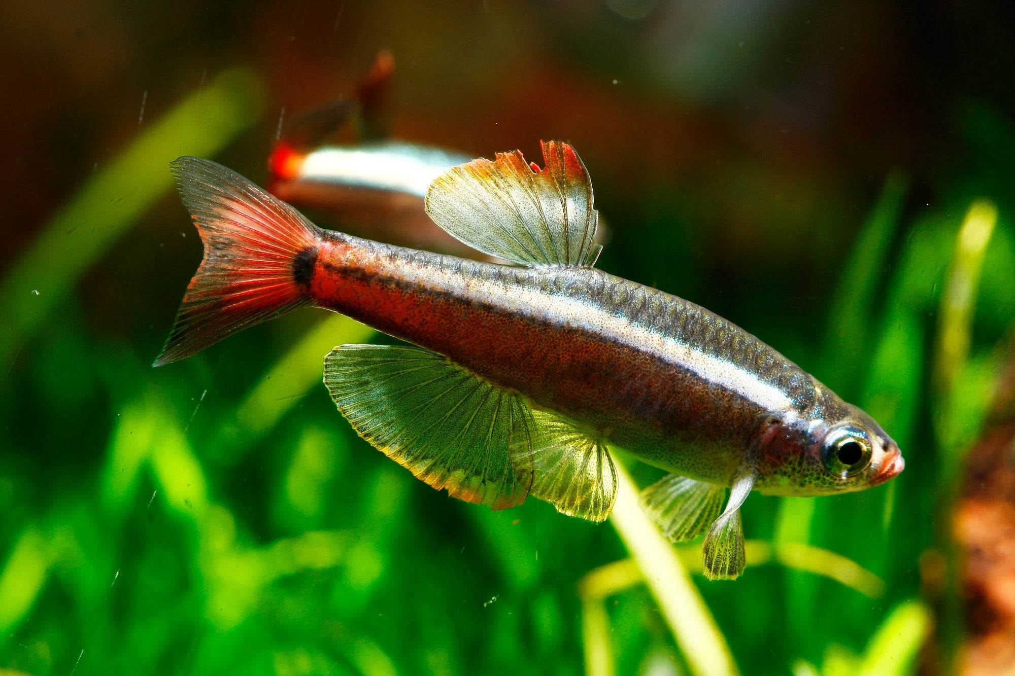 White Cloud Mountain Minnow Hardy, Peaceful, and Beautifully Subtle