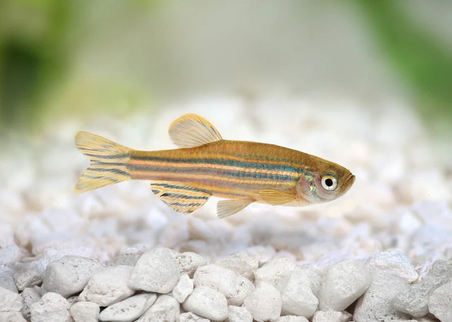 Zebra Danio  Energetic & Hardy Tropical Fish for All Aquariums