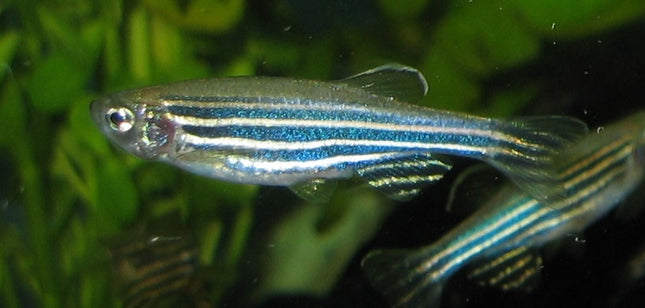 Zebra Danio  Energetic & Hardy Tropical Fish for All Aquariums