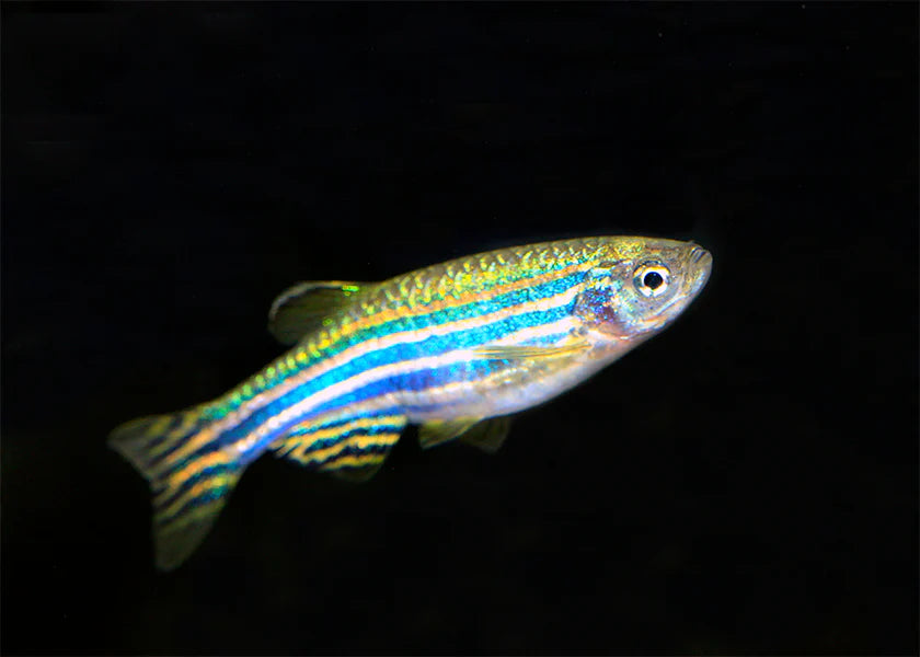 Zebra Danio  Energetic & Hardy Tropical Fish for All Aquariums