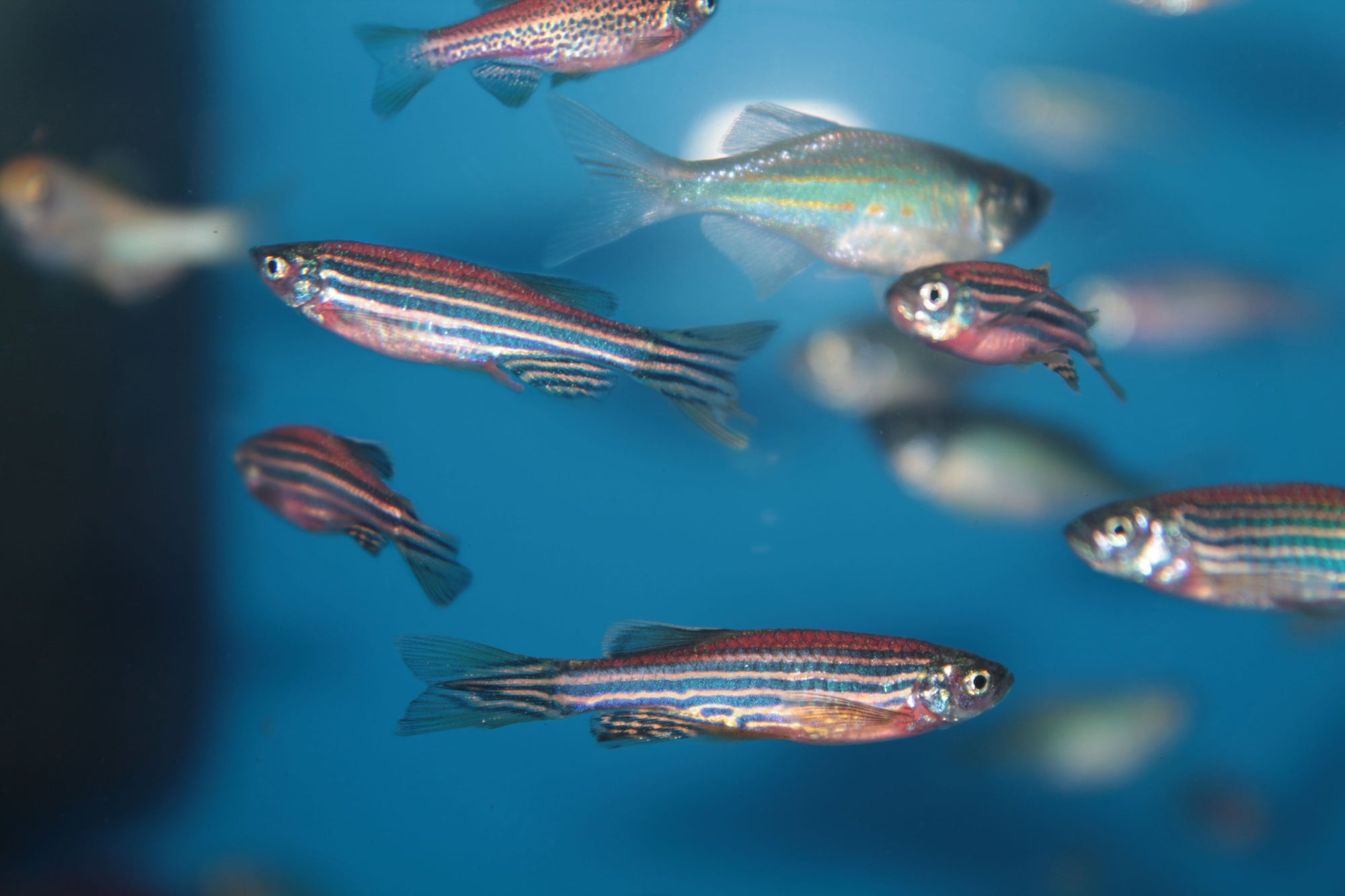 Zebra Danio  Energetic & Hardy Tropical Fish for All Aquariums