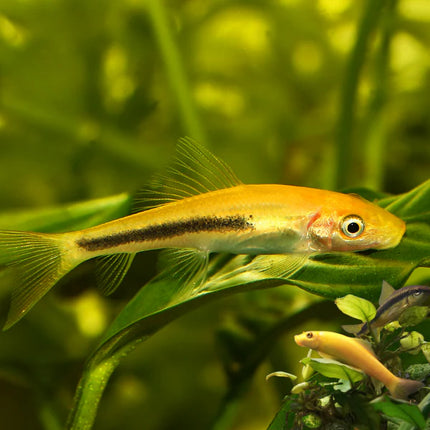 Chinese algae eater