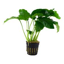 Anubias Barteri Jumbo