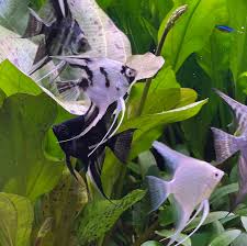 Assorted Angel Fish- Sold individually