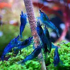 Blue Dream Shrimp – Stunning Blue Freshwater Shrimp