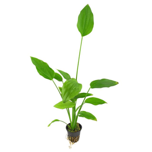 chinodorus Palaefolius Upright Elegance for Background Impact