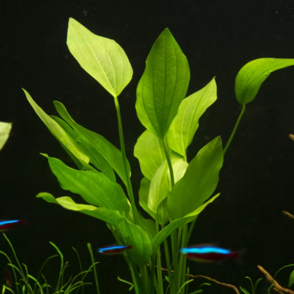 chinodorus Palaefolius Upright Elegance for Background Impact