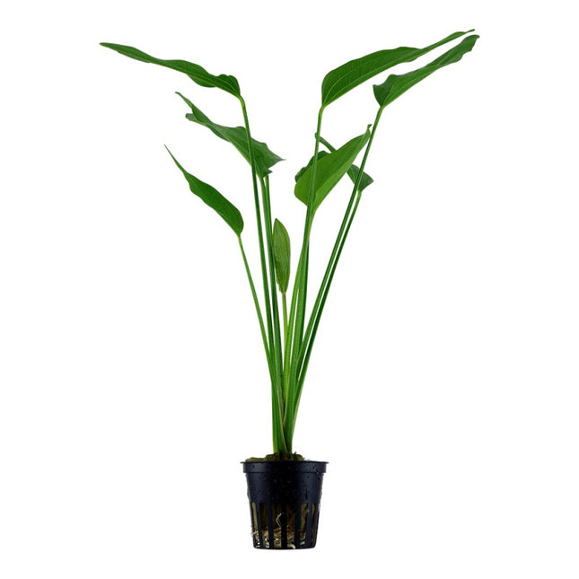 chinodorus Palaefolius Upright Elegance for Background Impact