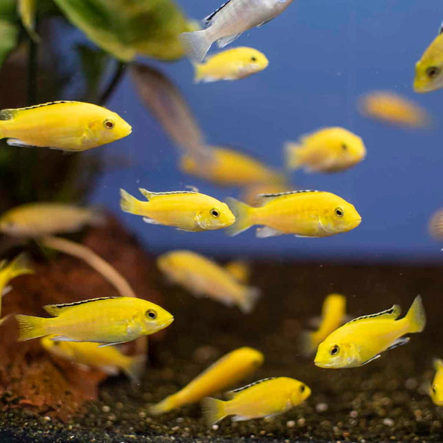 Malawi Cichlids Fish