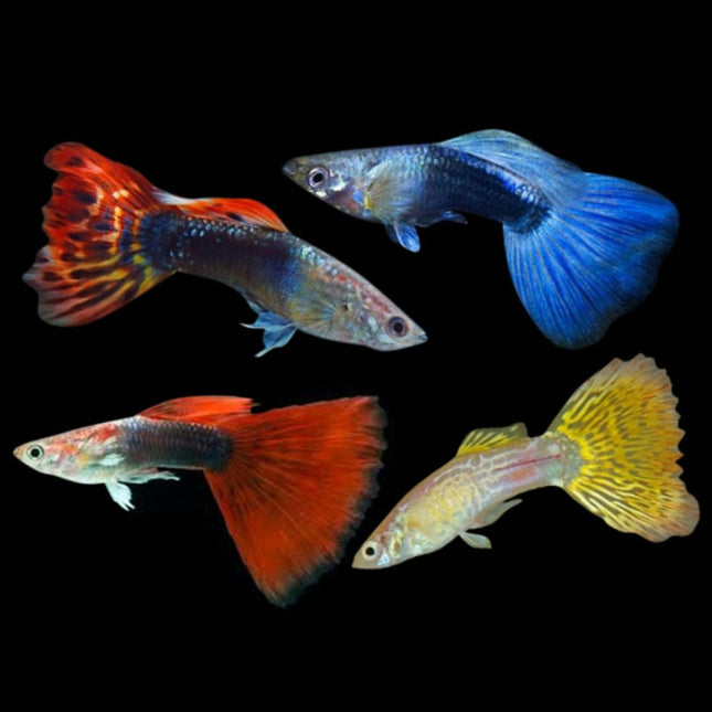 Colorful Male Fancy Guppy-(Sold individually pictures for reference)