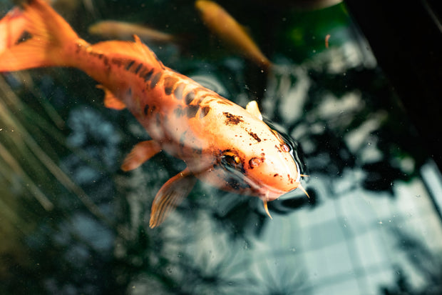Banner image for: <h2>Exotic Fish</h2>