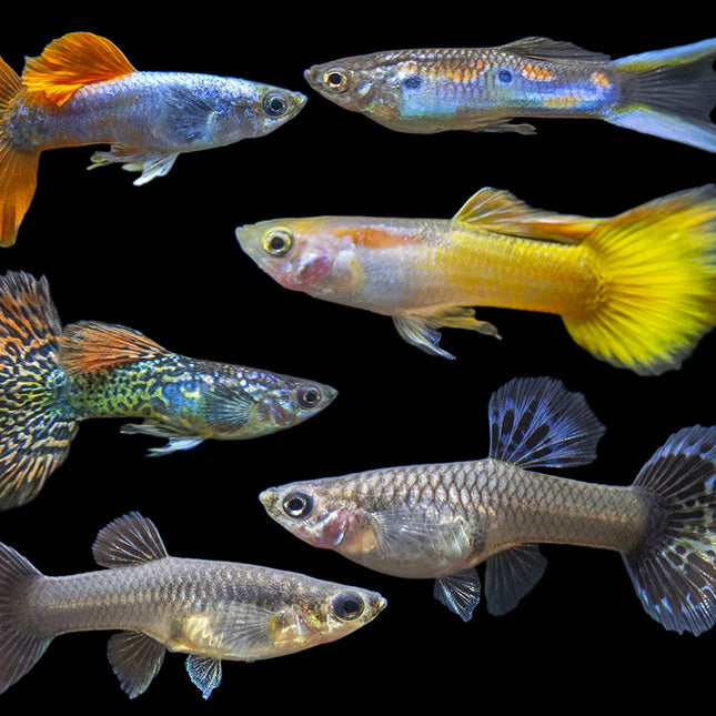 Colorful Male Fancy Guppy-(Sold individually pictures for reference)