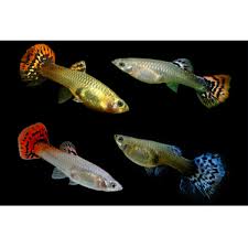 Healthy Female Fancy Guppy – Ideal for Breeding