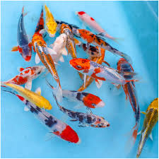 Koi Mix 5-11 cm - Sold Individually