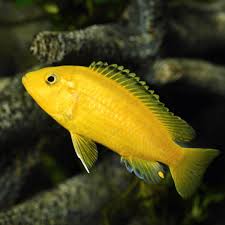Malawi Cichlids Fish