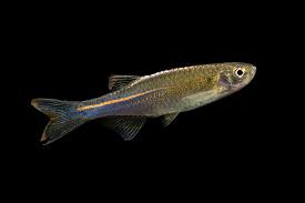 Pearl Danio - Vibrant fish