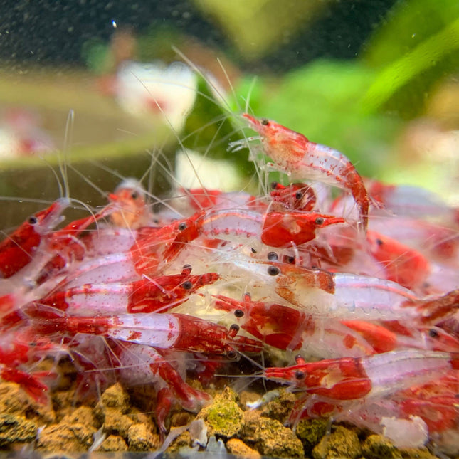 Assorted Freshwater Shrimp – Sold Individually (Not a Mix)