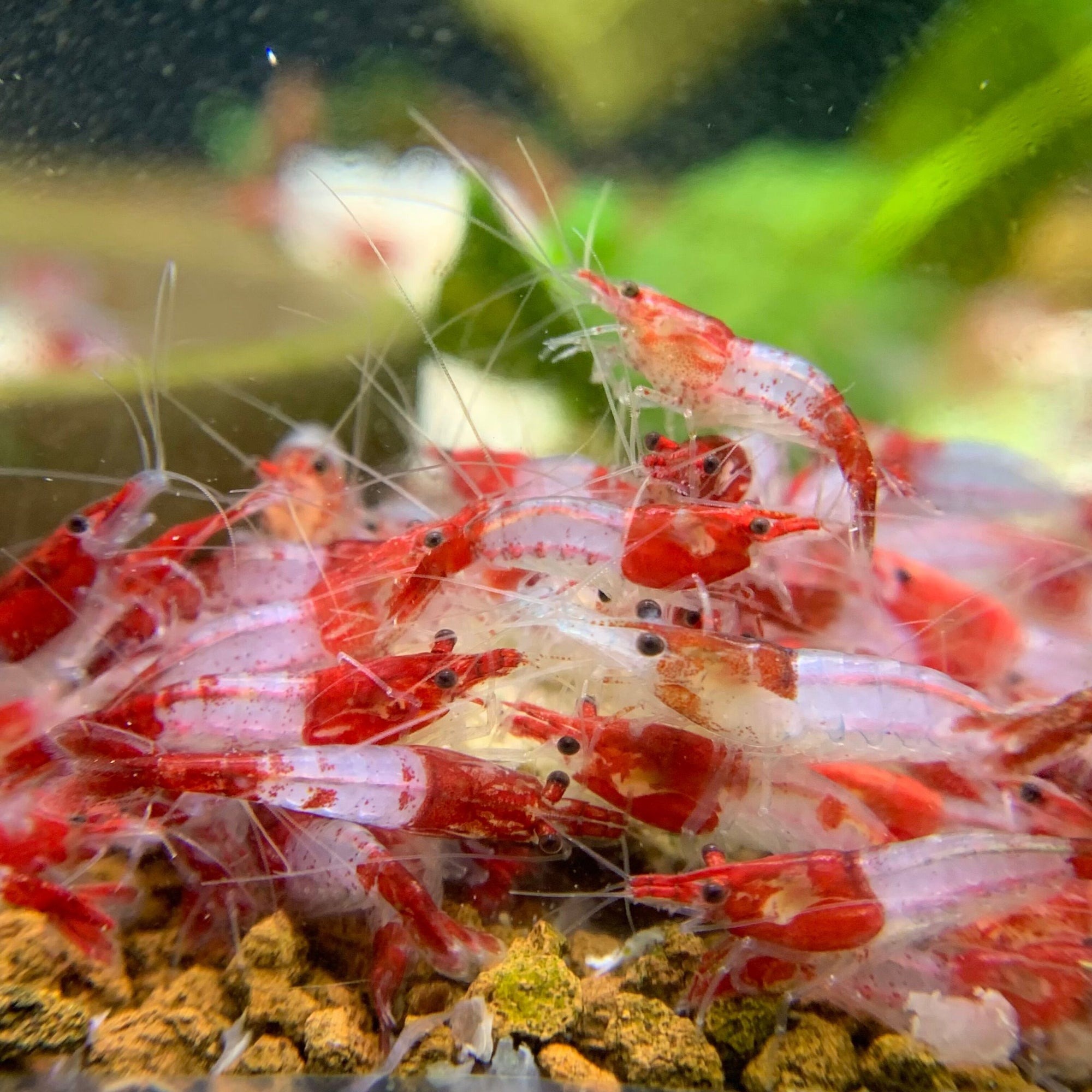 Assorted Freshwater Shrimp – Sold Individually (Not a Mix)