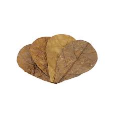 Seachem Catappa Leaves Med