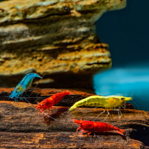 Assorted Freshwater Shrimp – Sold Individually (Not a Mix)