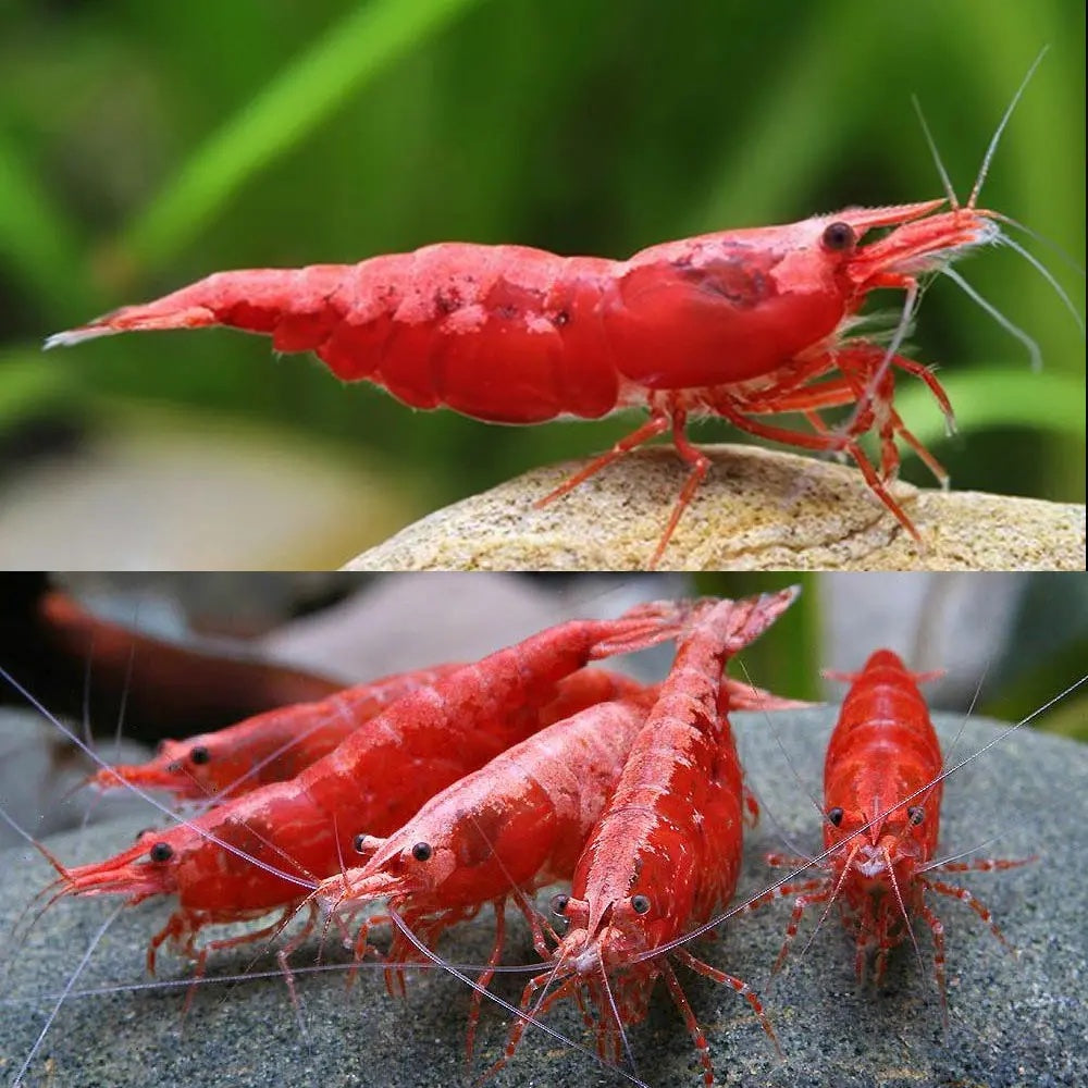 Supreme Red Shrimp – Bold, Vibrant Freshwater Shrimp