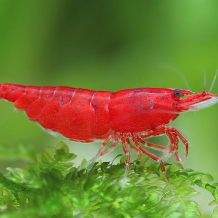 Fire Red Shrimp