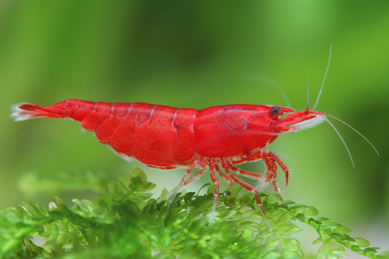 Supreme Red Shrimp – Bold, Vibrant Freshwater Shrimp
