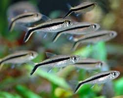 Tetra Penguin Fish