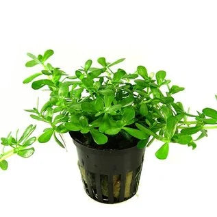 bacopa potted plant Bacopa Monnieri Low Maintenance Green Stem Plant – Aquatic Pets SA