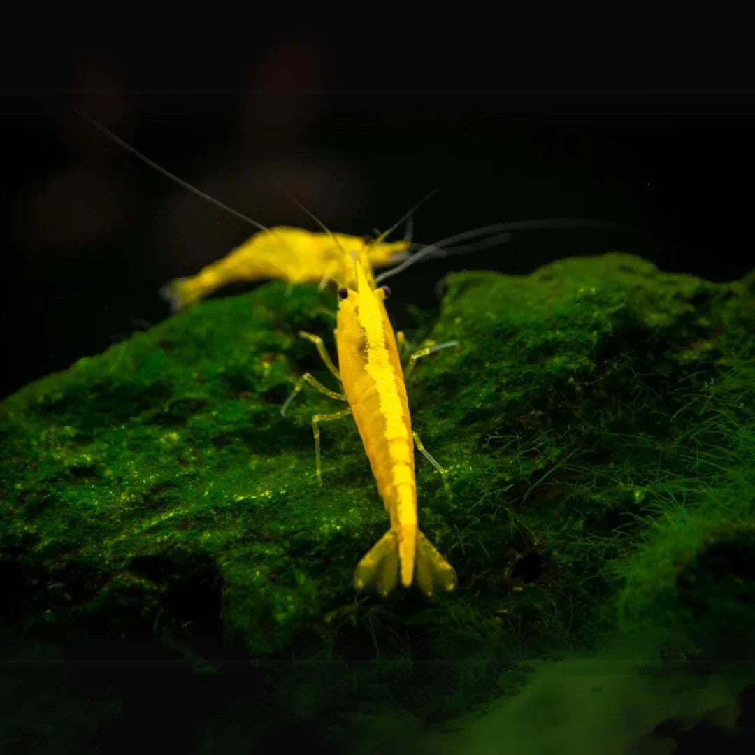 Yellow Line Shrimp – Vibrant Freshwater Beauty