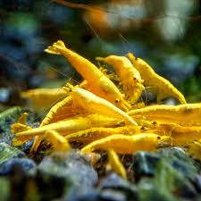 Golden Yellowback Shrimp - Each
